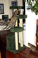 Kate explores the new cat tree.  
