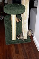 Kate still thinks she's a small kitten, trying to squeeze through by the posts.  