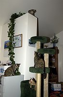 Maggie's first to get on top of the wall, while the others look on.  