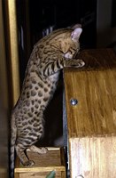 Lancelot, 17 weeks, explores the cat wheel.  