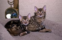 Lancelot, at 9-1/2 weeks, and the gang at SierraGold.  