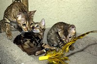 Lancelot, at 9-1/2 weeks, and the gang at SierraGold.  