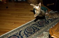 Lancelot, at 9-1/2 weeks, in mid flip after the toy.  