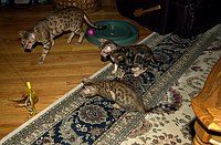 Lancelot, Merlin and mama Gwen after the toy.  