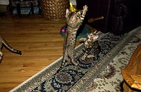 Lance wants his toy!