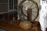 Lancelot, at 9-1/2 weeks, and the gang at SierraGold.  