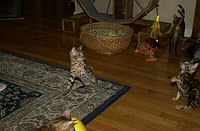 Lancelot, at 9-1/2 weeks, and the gang at SierraGold.  