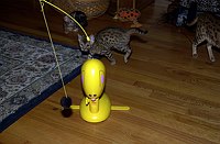 Lancelot, at 9-1/2 weeks, and the gang at SierraGold.  