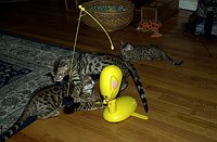 Lance tries not to be intimidated by his older cousins.  