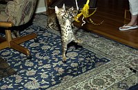 Lancelot, at 9-1/2 weeks, and the gang at SierraGold.  