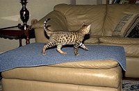 Lancelot, at 9-1/2 weeks, and the gang at SierraGold.  