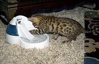 Lancelot's first foray into the master bedroom.  