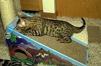 Lancelot's first foray into the master bedroom.  