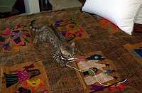 Lancelot's first days home.  