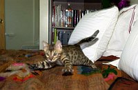 Lancelot's first days home, playing in his &quotsafe room&quot.  