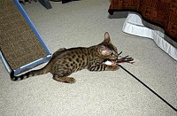 Lancelot's first days home, playing in his &quotsafe room&quot.  