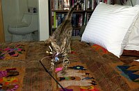 Lancelot's first days home, playing in his &quotsafe room&quot.  Attack!