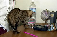 Lancelot's first days home, playing in his &quotsafe room&quot.  