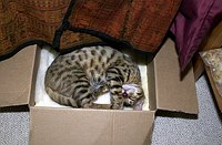 Lancelot's first days home.  Of all the fancy cat beds, Lance still prefers a nice cardboard box with a little fleece in it.  