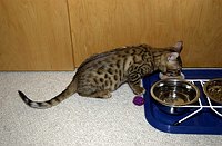 Lancelot's first days home.  