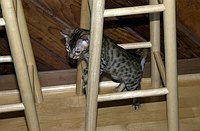 Lancelot's first venture into the kitchen and great room.  