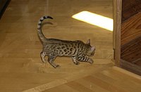 Lancelot's first days home.  