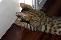 Lancelot's first venture into the great room and kitchen areas.  Here Lance discovered the door shutting off the other cats, and plays under the door with Kate and Maggie.  Tilly continues to look down from above.  