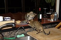 Mama Tilly is still not happy with Lancelot invading her life, and especially her food!  