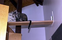 Kate enjoys the newest addition to her catwalk system, taking her to a special den in a void above the refrigerator, and with an alternate entry to the wiring closet, where all the cats like to sleep on top of the warm equipment racks.  