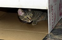Maggie enjoys the box.   