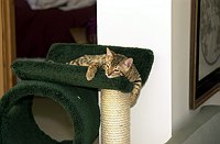 Lancelot's first week.  