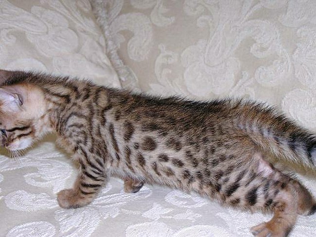 Gwens_Lancelot_left_side