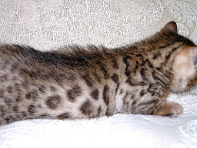 Gwens_Lancelot_rt_side