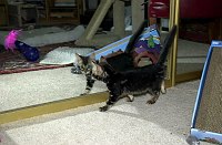 In his &quotsafe room&quot at Leslie's house, Mowgli tries to figure out the mirror.  
