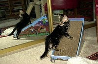 Leslie's new Bengal, Mowgli, on his first day coming home.  