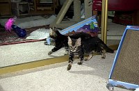 Leslie's new Bengal, Mowgli, on his first day coming home.  