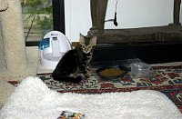 Leslie's new Bengal, Mowgli, on his first day coming home.  