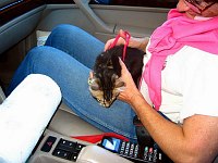On the ride back to Pescadero, Leslie holds Mowgli, until he has to explore the rest of the car.  