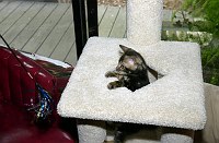 Leslie's Mowgli at 14 weeks old.  