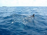 On the way out to the reef, we spotted several fins in the water, belonging to this school of dolphins.  