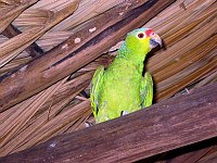 A parrot in the main building that runs the canoe cave tours.  